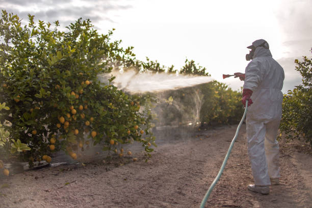 Best Local Pest Control Services  in Finderne, NJ