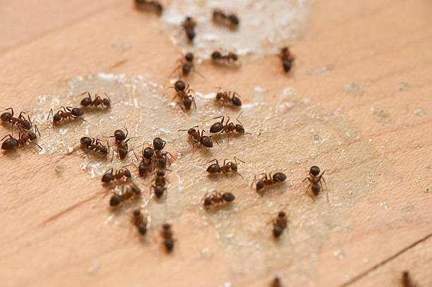 Best Affordable Exterminators  in Finderne, NJ