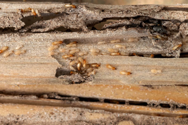 Pest Control Cost in Finderne, NJ