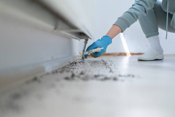 Best Flea Control Services  in Finderne, NJ